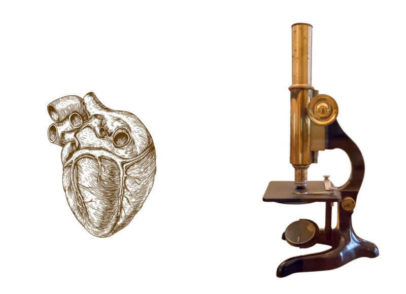 An engraving of the human heart that could be from a Victorian text and a vintage microscope