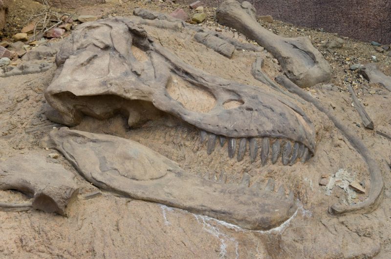 The fossilized skull of Tyrannosaurus Rex