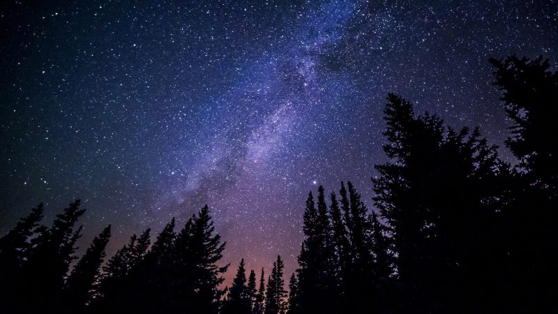 The Milky Way above pine trees, the night sky